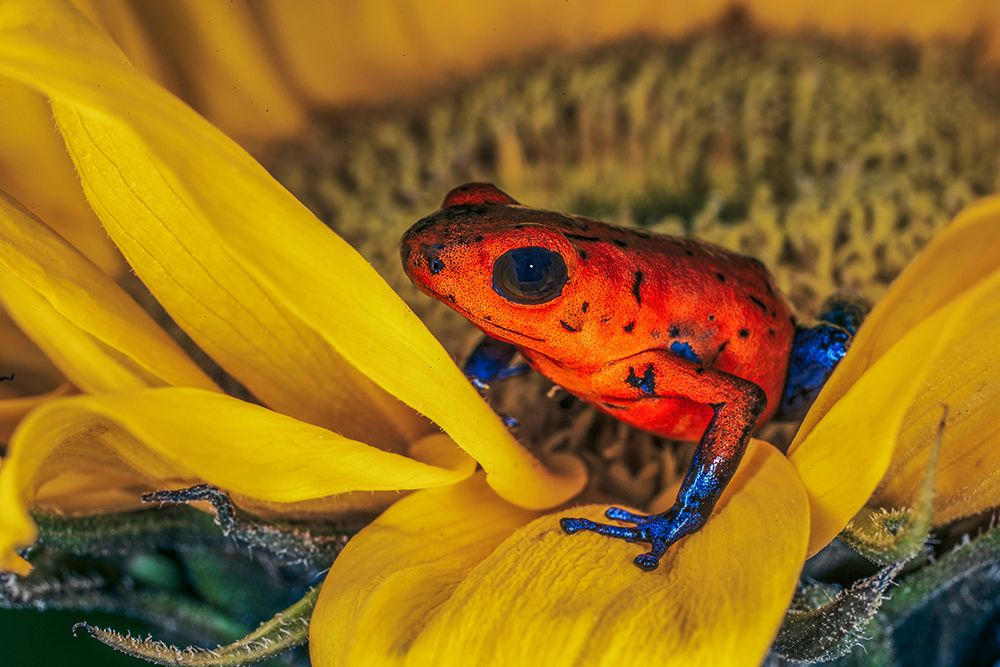 Blue-jean frog-Strawberry poison dart frog